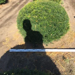 Grote Taxusbol (Taxus Baccata) 22 Grote Taxusbol (Taxus Baccata) -Tuin Glimmer Verkoop taxus baccata 140 cm platte bol drkl 1