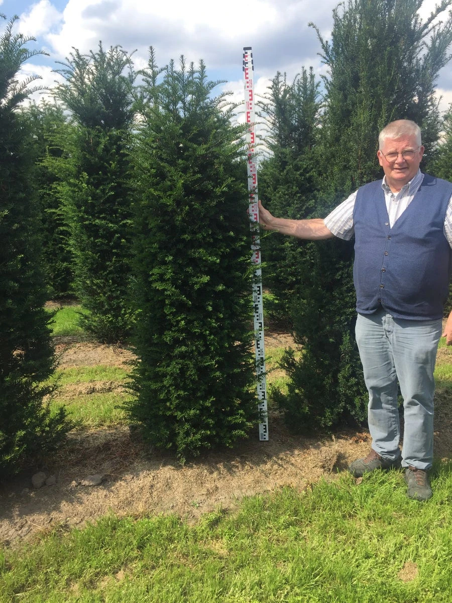 Grote Venijnboom (Taxus Baccata) 4 Grote Venijnboom (Taxus Baccata) - Afbeelding 2