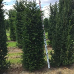 Grote Venijnboom (Taxus Baccata) -Tuin Glimmer Verkoop taxus baccata 180200 x 5060 1