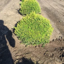 Grote Taxusbol (Taxus Baccata) -Tuin Glimmer Verkoop taxus baccata 60 cm platte bol drkl 2 1