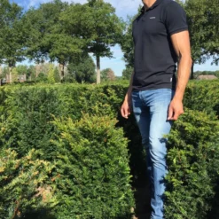 Taxus Als Haagelement (Taxus Baccata) 17 Taxus Als Haagelement (Taxus Baccata) -Tuin Glimmer Verkoop taxus baccata 60 x 50 x 50 cm drkl haagelement 1 1