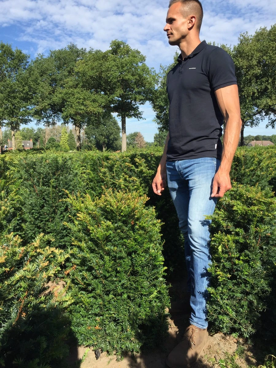 Taxus Als Haagelement (Taxus Baccata) 8 Taxus Als Haagelement (Taxus Baccata) - Afbeelding 6