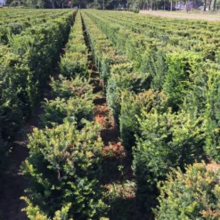 Taxus Als Haagelement (Taxus Baccata) 18 Taxus Als Haagelement (Taxus Baccata) -Tuin Glimmer Verkoop taxus baccata 60 x 50 x 50 cm drkl haagelement 2