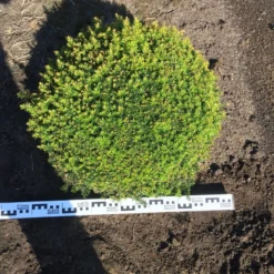 Grote Taxusbol (Taxus Baccata) -Tuin Glimmer Verkoop taxus baccata 70 cm platte bol drkl 1 1