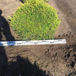 Grote Taxusbol (Taxus Baccata) 17 Grote Taxusbol (Taxus Baccata) -Tuin Glimmer Verkoop taxus baccata 70 cm platte bol drkl 2