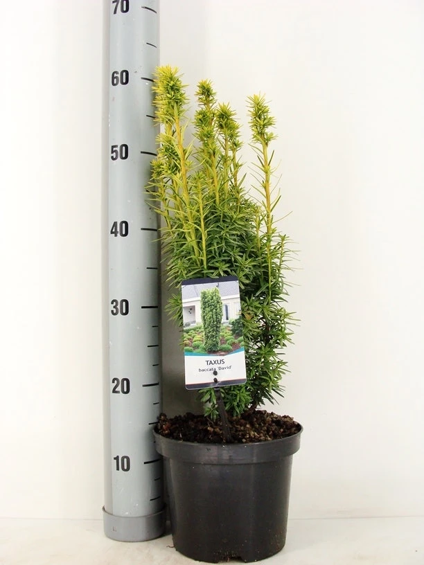 Gele Venijnboom (Taxus Baccata 'David') 4 Gele Venijnboom (Taxus Baccata 'David') - Afbeelding 2