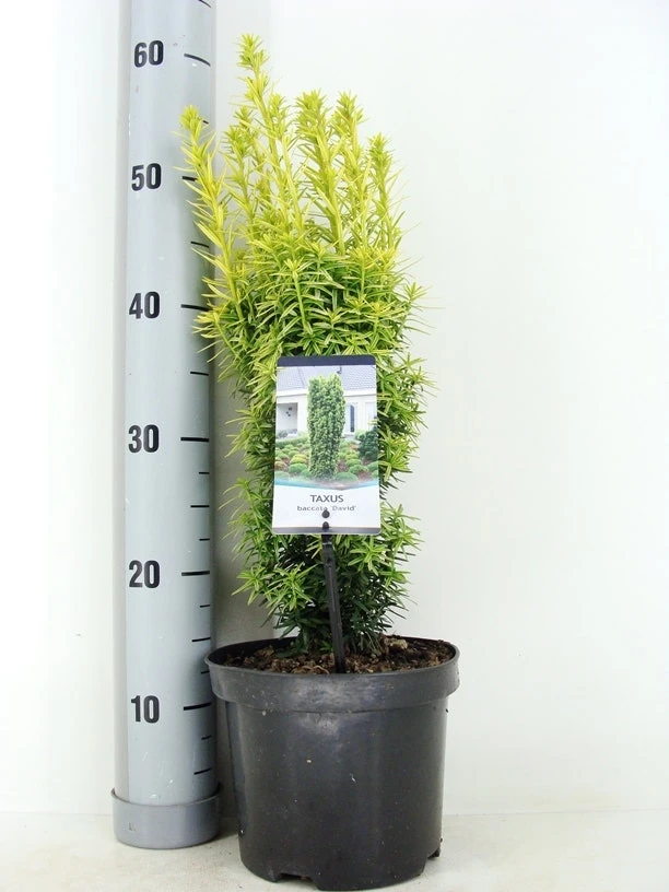 Gele Venijnboom (Taxus Baccata 'David') 3 Gele Venijnboom (Taxus Baccata 'David')