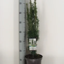 Zuiltaxus (Taxus Baccata 'Fastigiata Robusta') 17 Zuiltaxus (Taxus Baccata 'Fastigiata Robusta') -Tuin Glimmer Verkoop taxus baccata fastigiata robusta c3 m