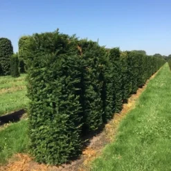 Taxus Als Haagelement (Taxus Baccata) 14 Taxus Als Haagelement (Taxus Baccata) -Tuin Glimmer Verkoop taxus baccata h160x60x60 cm 3 1