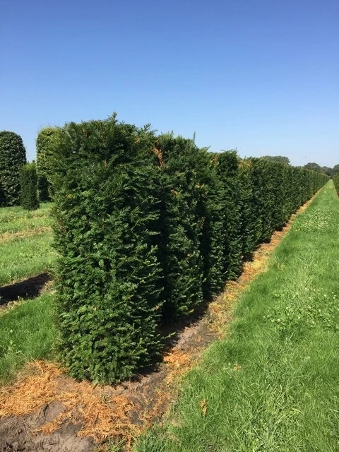 Taxus Als Haagelement (Taxus Baccata) 5 Taxus Als Haagelement (Taxus Baccata) - Afbeelding 3