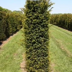 Taxus Als Haagelement (Taxus Baccata) 15 Taxus Als Haagelement (Taxus Baccata) -Tuin Glimmer Verkoop taxus baccata h175x50x50 cm