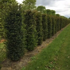 Taxus Als Haagelement (Taxus Baccata) 16 Taxus Als Haagelement (Taxus Baccata) -Tuin Glimmer Verkoop taxus baccata h175x50x50cm 2 1