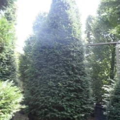 Taxus Als Kegel (Taxus Baccata) 21 Taxus Als Kegel (Taxus Baccata) -Tuin Glimmer Verkoop taxus baccata kegel 275 300 350 c1000