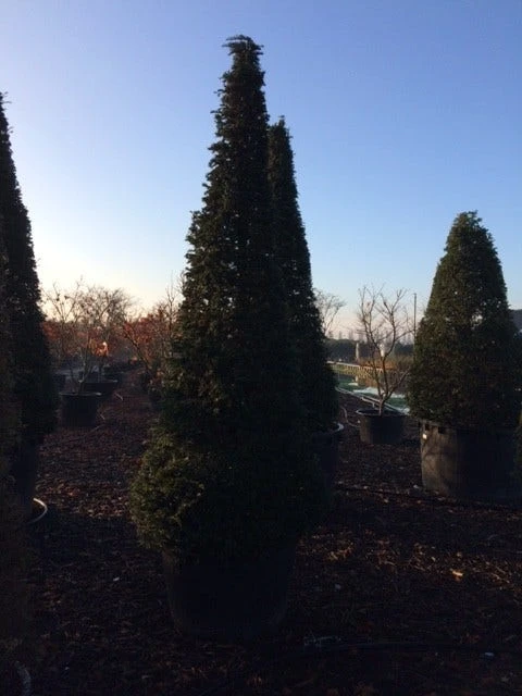 Taxus Als Kegel (Taxus Baccata) 7 Taxus Als Kegel (Taxus Baccata) - Afbeelding 5