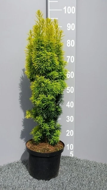 Gele Venijnboom (Taxus Baccata 'David') 6 Gele Venijnboom (Taxus Baccata 'David') - Afbeelding 4
