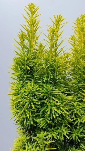 Gele Venijnboom (Taxus Baccata 'David') 7 Gele Venijnboom (Taxus Baccata 'David') - Afbeelding 5