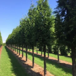 Nieuwkomers -Tuin Glimmer Verkoop thuja 30 40 1
