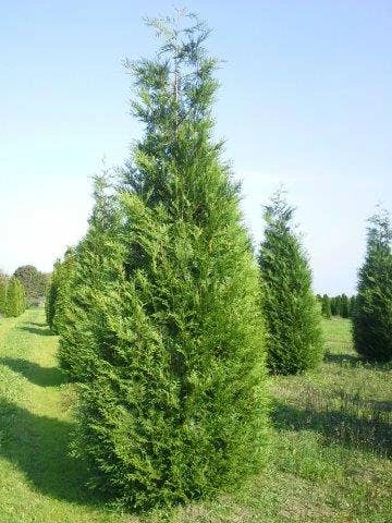 Levensboom (Thuja Plicata 'Atrovirens') 4 Levensboom (Thuja Plicata 'Atrovirens') - Afbeelding 2