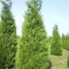 Levensboom (Thuja Plicata 'Atrovirens') 2 Levensboom (Thuja Plicata 'Atrovirens') -Tuin Glimmer Verkoop thuja atrovirens 400 450 1