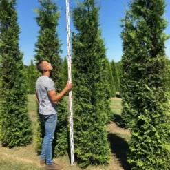 Nieuwkomers -Tuin Glimmer Verkoop thuja brabant 300350 1