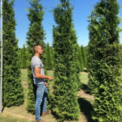 Nieuwkomers 6 Grote Groene Haagconifeer (Thuja Occidentalis 'Brabant')