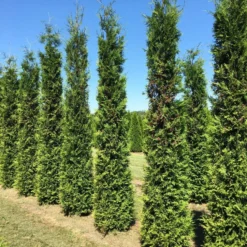 Grote Groene Haagconifeer (Thuja Occidentalis 'Brabant') 7 Grote Groene Haagconifeer (Thuja Occidentalis 'Brabant') -Tuin Glimmer Verkoop thuja brabant 350400
