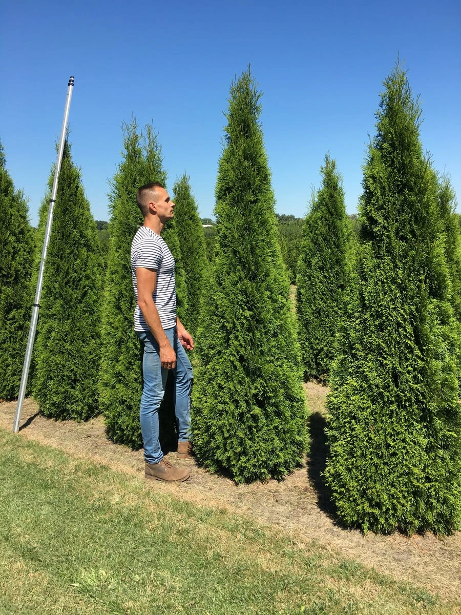 Grote Westerse Levensboom (Thuja Occidentalis 'Smaragd') 3 Grote Westerse Levensboom (Thuja Occidentalis 'Smaragd') - Afbeelding 2
