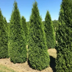 Grote Westerse Levensboom (Thuja Occidentalis 'Smaragd') -Tuin Glimmer Verkoop thuja occ smaragd 200250 2