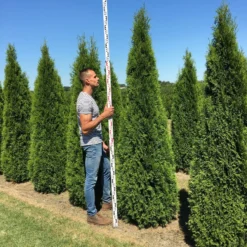 Grote Westerse Levensboom (Thuja Occidentalis 'Smaragd') 7 Grote Westerse Levensboom (Thuja Occidentalis 'Smaragd') -Tuin Glimmer Verkoop thuja occ smaragd 250300 2