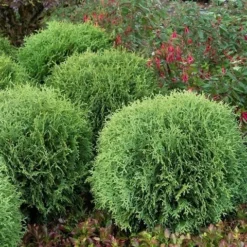 Levensboom (Thuja Occidentalis 'Little Giant') 7 Levensboom (Thuja Occidentalis 'Little Giant') -Tuin Glimmer Verkoop thuja occidentalis little giant