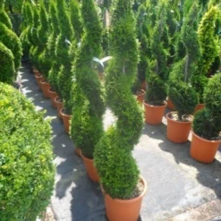 Conifeer Als Spiraal (Thuja Occidentalis 'Smaragd') -Tuin Glimmer Verkoop thuja occidentalis smaragd spiraal 125 150 c20 1