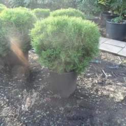 Thuja (Thuja Occidentalis 'Tiny Tim') 10 Thuja (Thuja Occidentalis 'Tiny Tim') -Tuin Glimmer Verkoop thuja occidentalis tiny tim 50 60 80 c25 1