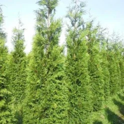 Levensboom (Thuja Plicata 'Atrovirens') 19 Levensboom (Thuja Plicata 'Atrovirens') -Tuin Glimmer Verkoop thuja pl atrovirens 300 350 1