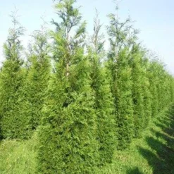 Levensboom (Thuja Plicata 'Martin') 25 Levensboom (Thuja Plicata 'Martin') -Tuin Glimmer Verkoop thuja pl martin 300 350