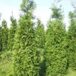 Levensboom (Thuja Plicata 'Martin') 24 Levensboom (Thuja Plicata 'Martin') -Tuin Glimmer Verkoop thuja pl martin 300 350 1