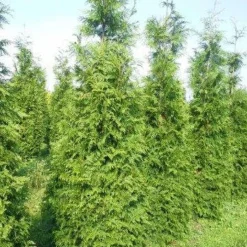 Levensboom (Thuja Plicata 'Martin') -Tuin Glimmer Verkoop thuja pl martin 300 350 2 1
