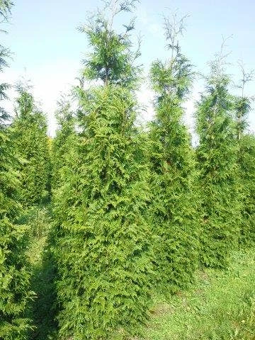 Levensboom (Thuja Plicata 'Martin') 12 Levensboom (Thuja Plicata 'Martin') - Afbeelding 10