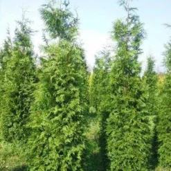 Levensboom (Thuja Plicata 'Martin') 26 Levensboom (Thuja Plicata 'Martin') -Tuin Glimmer Verkoop thuja pl martin 300 350 3
