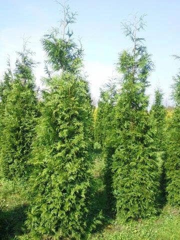 Levensboom (Thuja Plicata 'Martin') 11 Levensboom (Thuja Plicata 'Martin') - Afbeelding 9