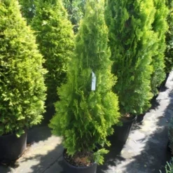 Levensboom (Thuja Orientalis 'Pyramidalis Aurea') -Tuin Glimmer Verkoop thuja platycladus orientalis pyramidalis aurea 125 150