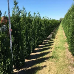 Grote Levensboom (Thuja Plicata 'Atrovirens') -Tuin Glimmer Verkoop thuja plic atrovirens 200250 2