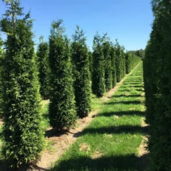 Grote Haagconifeer (Thuja Plicata 'Excelsa') 25 Grote Haagconifeer (Thuja Plicata 'Excelsa') -Tuin Glimmer Verkoop thuja plic excelsa 1