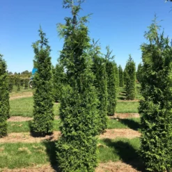 Nieuwkomers -Tuin Glimmer Verkoop thuja plic excelsa 250300 1