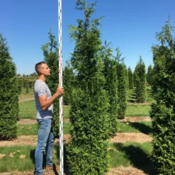 Nieuwkomers 10 Grote Haagconifeer (Thuja Plicata 'Excelsa')
