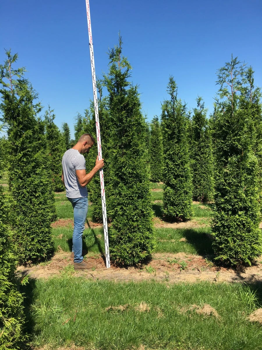 Grote Haagconifeer (Thuja Plicata 'Excelsa') 6 Grote Haagconifeer (Thuja Plicata 'Excelsa') - Afbeelding 4