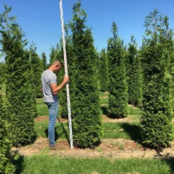 Grote Haagconifeer (Thuja Plicata 'Excelsa') 17 Grote Haagconifeer (Thuja Plicata 'Excelsa') -Tuin Glimmer Verkoop thuja plic excelsa 250300 3