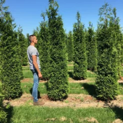 Grote Haagconifeer (Thuja Plicata 'Excelsa') 16 Grote Haagconifeer (Thuja Plicata 'Excelsa') -Tuin Glimmer Verkoop thuja plic excelsa 300350