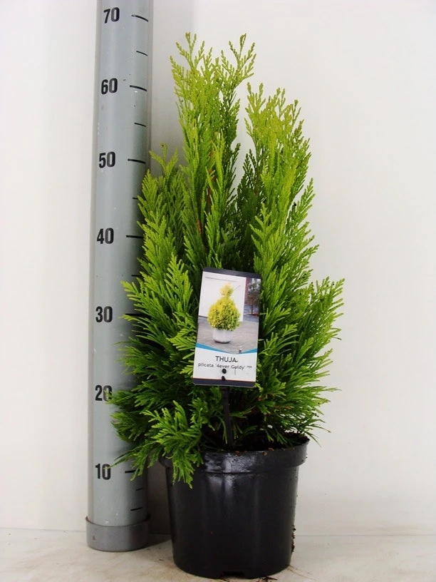 Levensboom (Thuja Plicata '4ever Goldy') 4 Levensboom (Thuja Plicata '4ever Goldy') - Afbeelding 2
