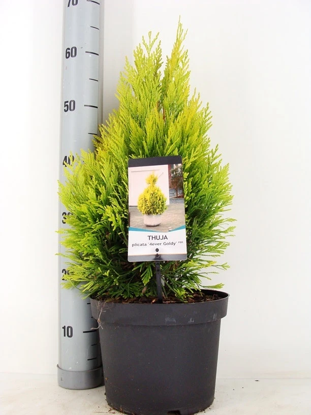 Levensboom (Thuja Plicata '4ever Goldy') 3 Levensboom (Thuja Plicata '4ever Goldy')