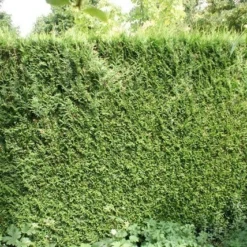 Levensboom (Thuja Plicata 'Atrovirens') -Tuin Glimmer Verkoop thuja plicatum atrovirens 1 1